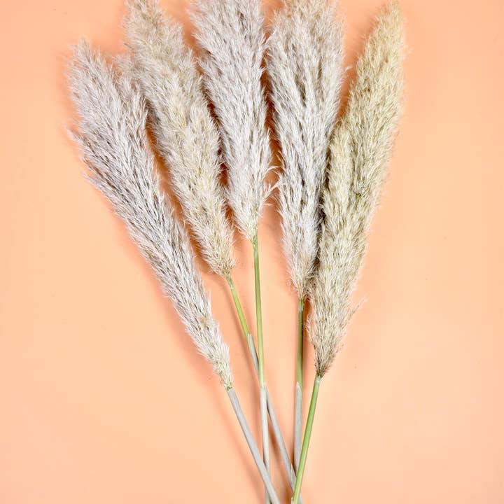 Dutch Flower Studio - Wholesale Dried/Pressed Flowers - Dried Flowers - Pampas Natural 70-100 cm