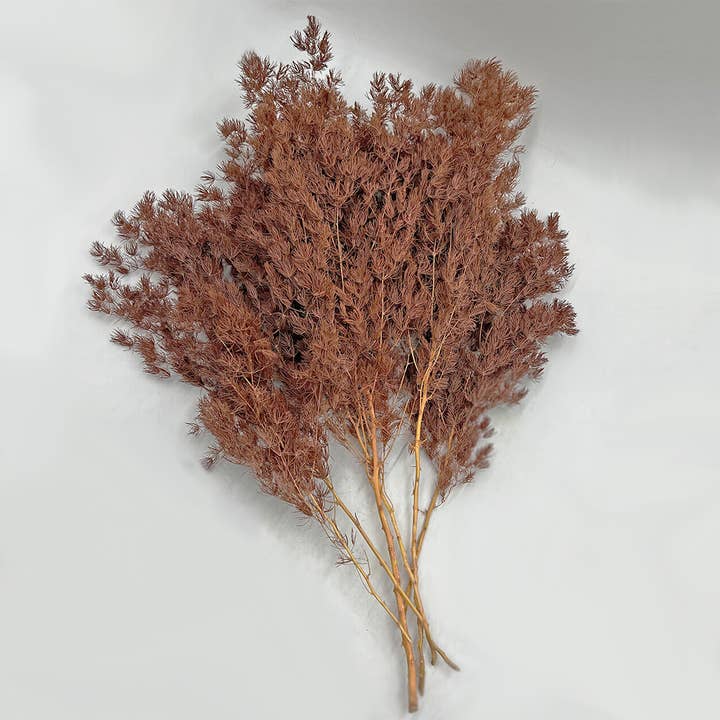 2626 Designs - Wholesale Dried/Pressed Flowers - Preserved Asparagus Fern,12-20" long