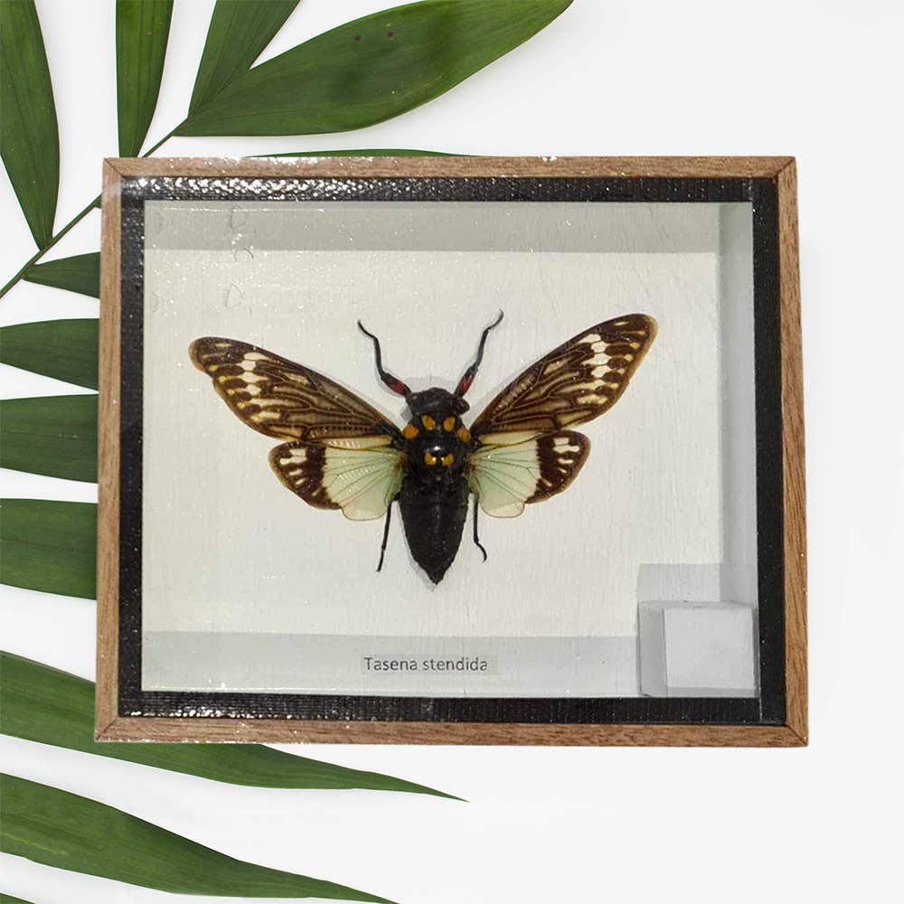 VIE - Wholesale Wall Accent - Framed Insect, Assorted29