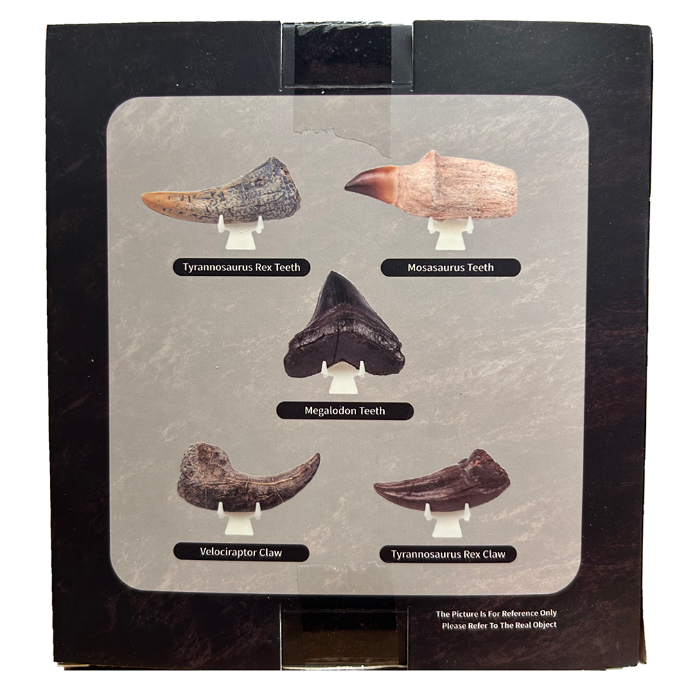 Texas Toy Distribution - Wholesale Toy Set - Kids - Prehistoric Fossils Paleontology Dig Kit in Retail Box2