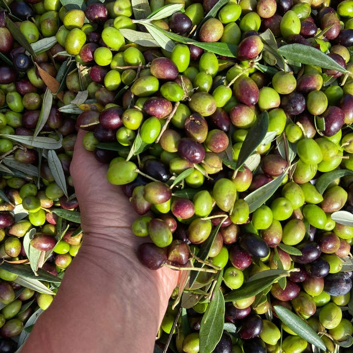 Azienda Agricola Picinni Leopardi - Wholesale Olive Oil - Extra virgin olive oil in a 500 ml bottle