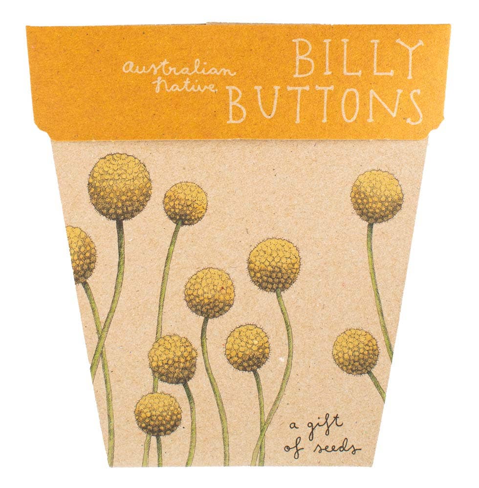 Sow 'n Sow - Wholesale Plant Seeds - Billy Buttons Gift of Seeds (Australia Only)
