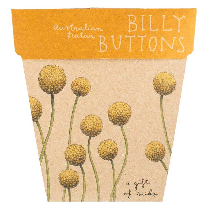 Sow 'n Sow - Wholesale Plant Seeds - Billy Buttons Gift of Seeds (Australia Only)