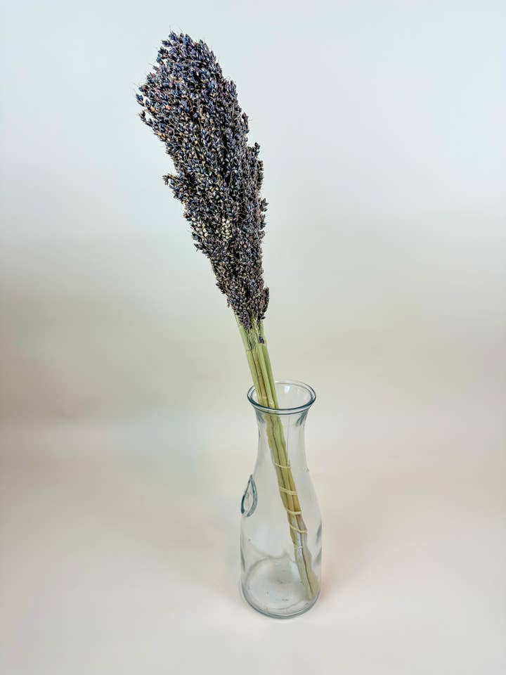 Black Sorghum – Naturally Air-Dried Seed Pod Stalks for wholesale by Lovejoy Farms Premium Dried Flowers