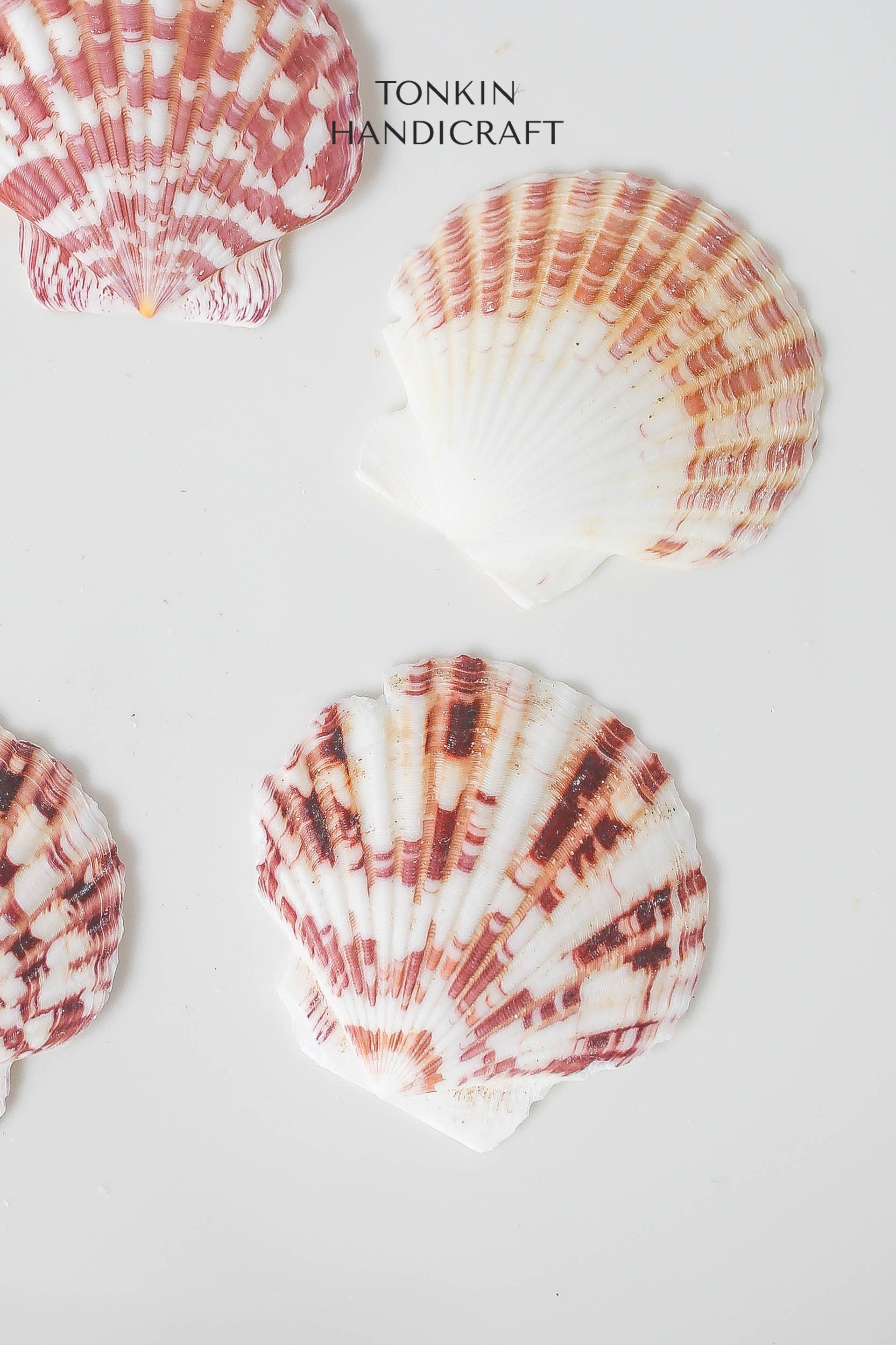 Tonkin Handicraft - Wholesale Decorative Tabletop Object - Natural Scallop Shells7