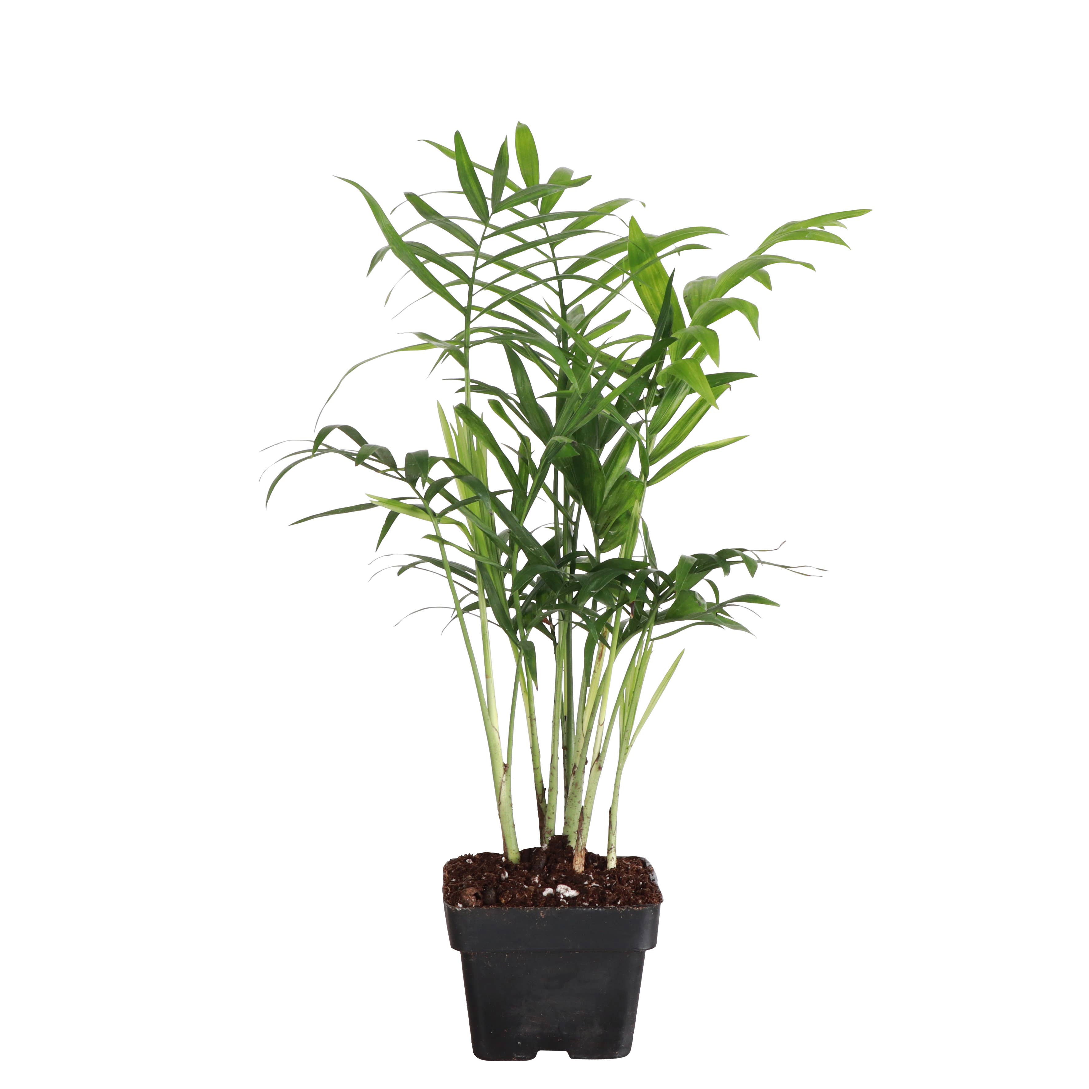Thorsen's Greenhouse - Wholesale Live Plant - Neanthe Bella Palm, Parlor Palm - Live Plant6