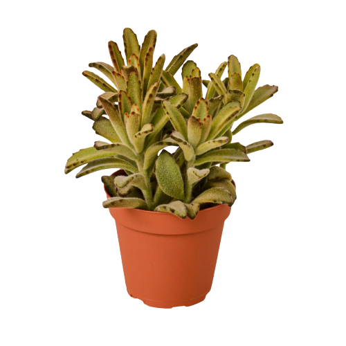 House Plant Wholesale - Wholesale Succulent - Kalanchoe Tomentosa 'Chocolate Soldier' Succulent - 4" Pot0