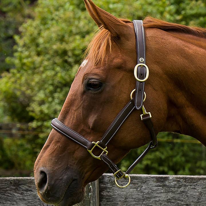 Licol en relief uni Henri de Rivel Kushy pour la vente par JPC Equestrian