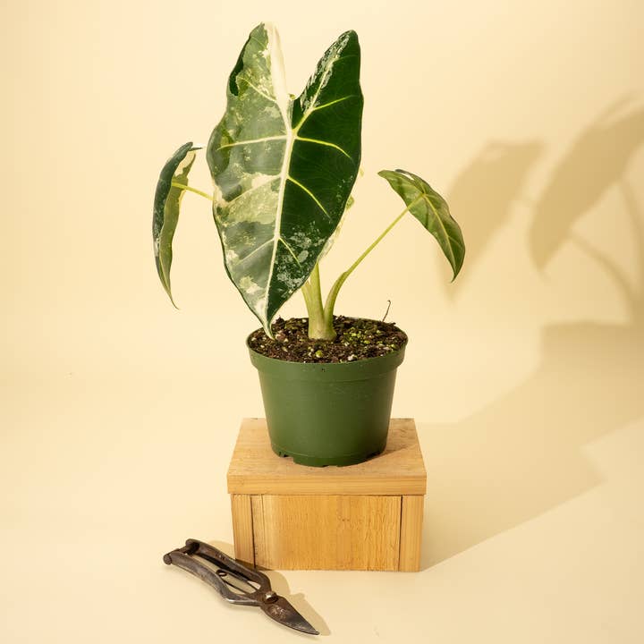 BWH Plant Co - Wholesale Live Plant - 6" Variegated Alocasia 'Frydek'3