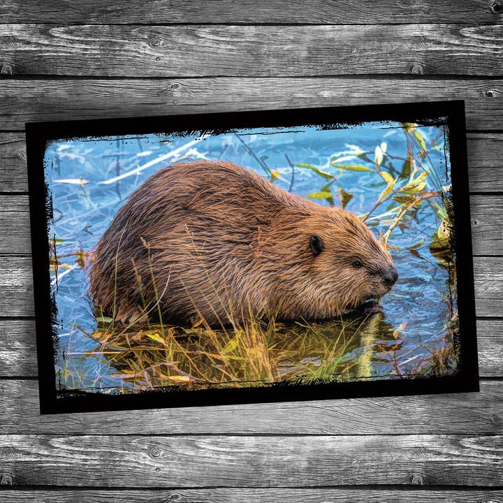 Beaver Postcard for wholesale by Christopher Arndt Postcard Co.