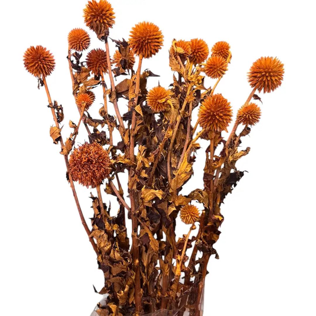 Botanico Ltd. - Wholesale Gedroogde/geperste bloemen - Echinops3