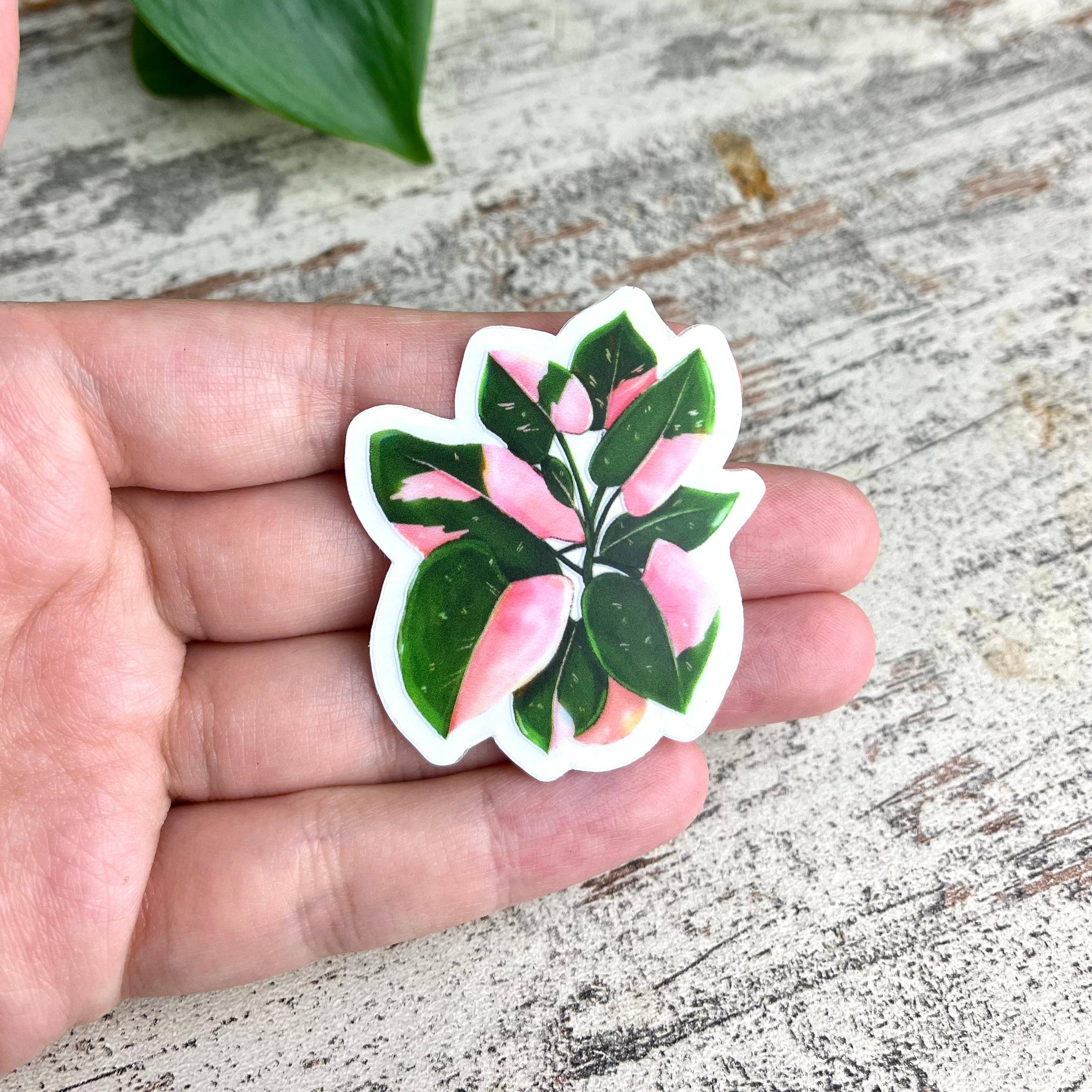 plantyintroverts - Wholesale Magnet - Magnet - Philodendron Pink Princess pot3