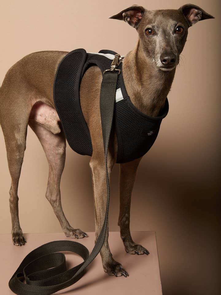 Italienisches Windspiel / Whippet Schwarzes Neopren-Geschirr DRIFT für den Großhandel von The Striped Dog