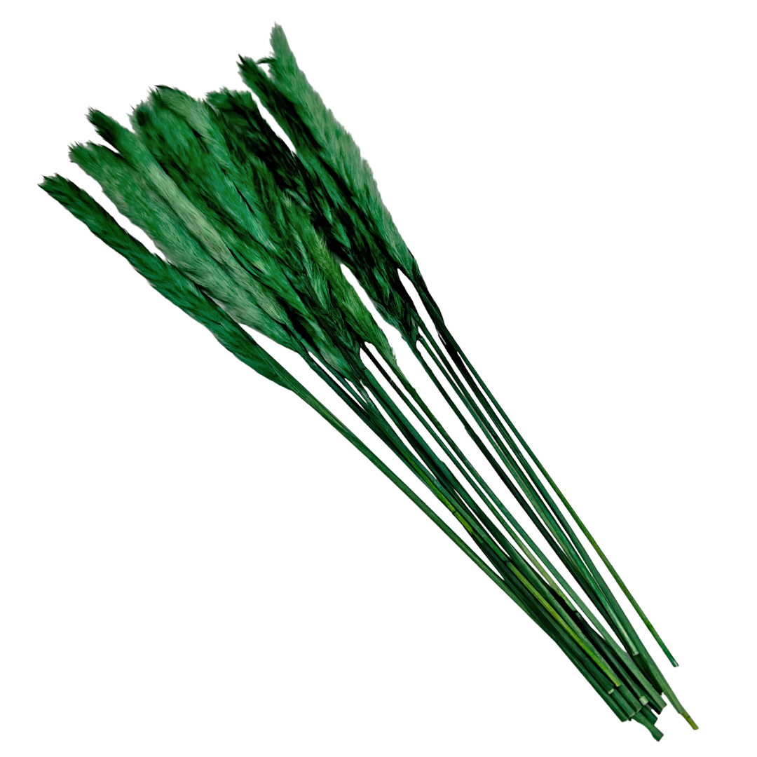 2626 Designs – Engroshandel Tørrede/pressede blomster – Konserverede blomster Lille pampassgræs, 20" langt19