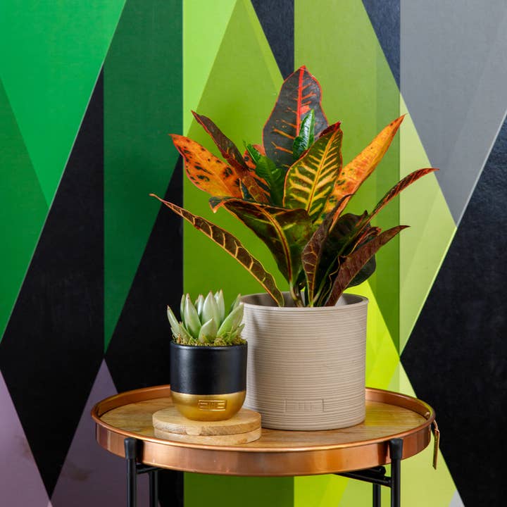 The Little Botanical – wholesale Succulent – Miranda18