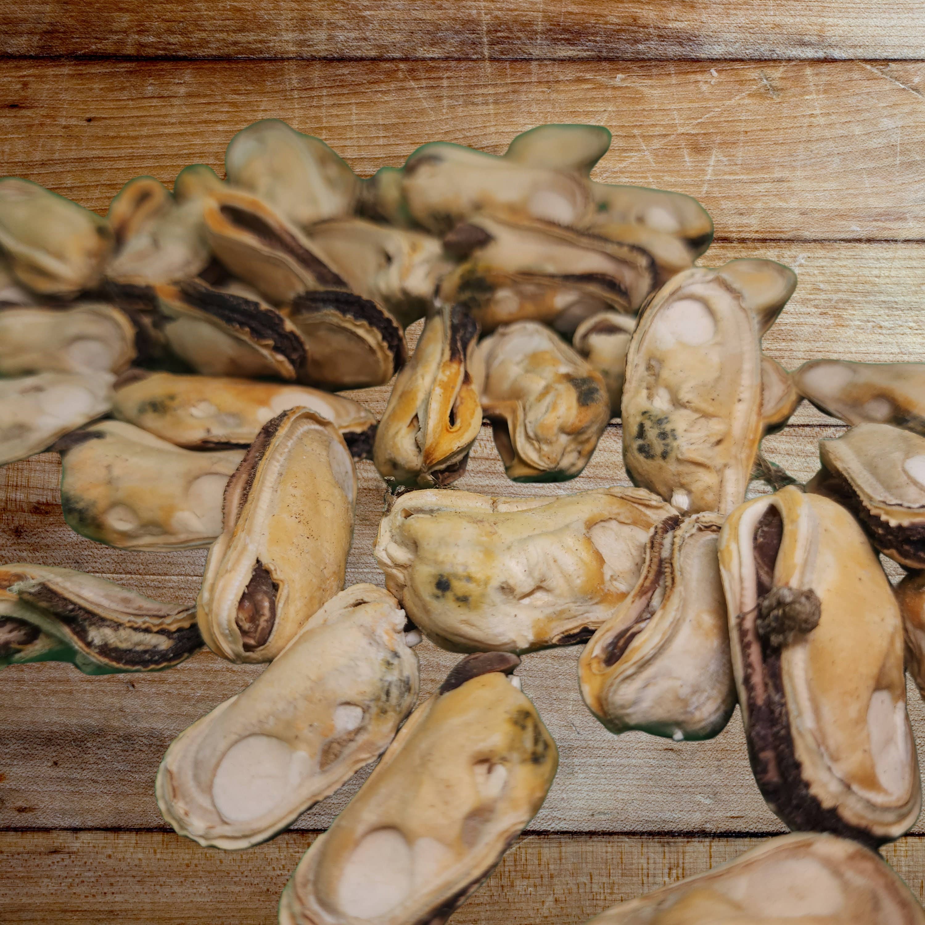 Frost Fang LLC - Wholesale Pet Treats - Dog - Dog Treat Freeze Dried New Zealand Green Mussel1