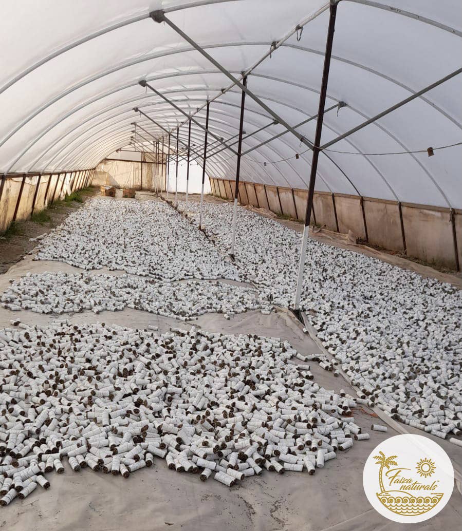 Faiza Naturals - Wholesale Sage bundle - BULK White Sage Bundles 4 inch- California White Sage Farm1