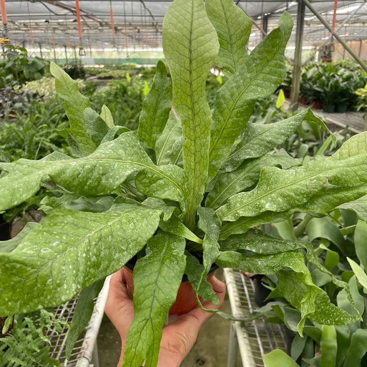 Fern 'Crocodile' - 6" Pot for wholesale by House Plant Wholesale