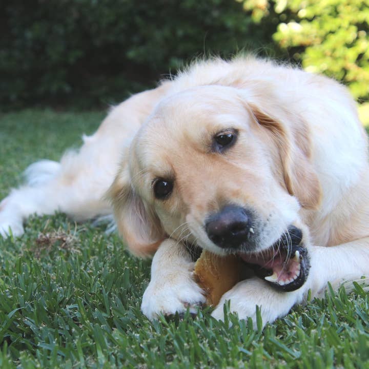 Rover Pet Products - Wholesale Pet treats – Dog - Hooves There? - Cow Hooves