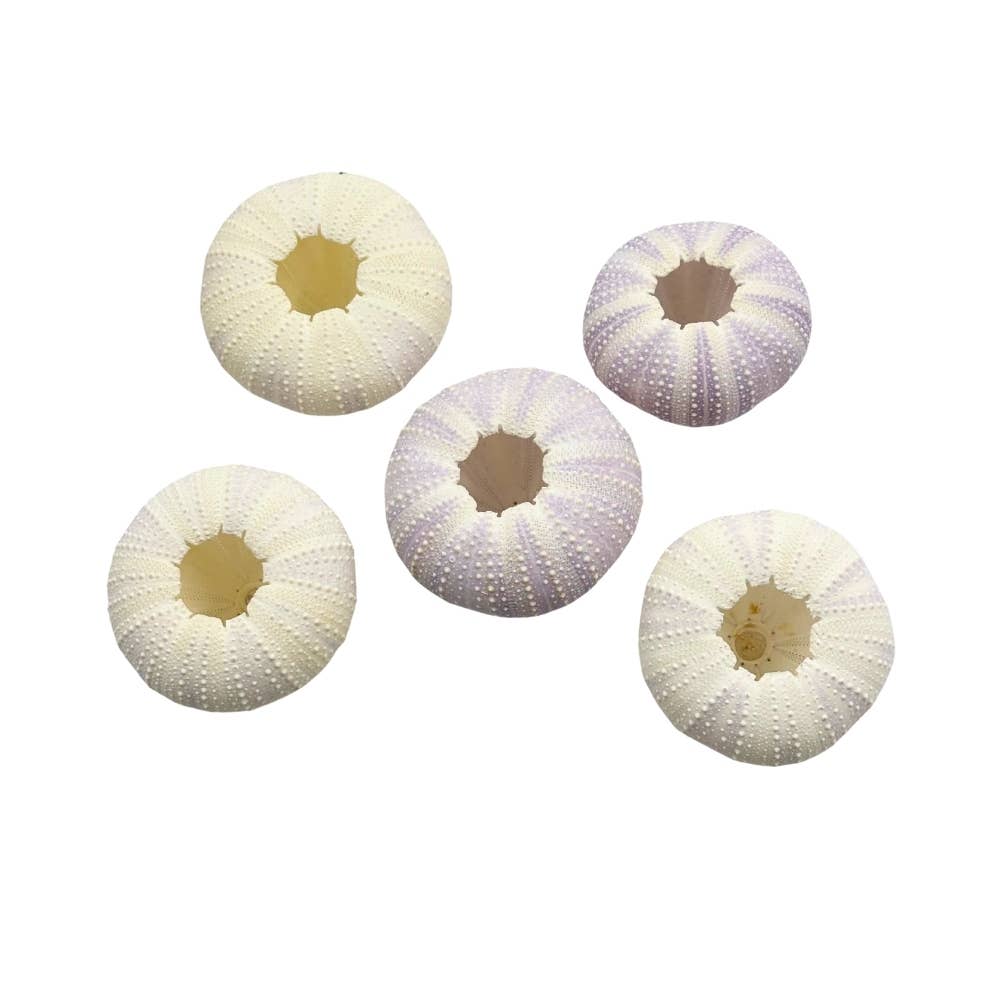 Earths Elements Wholesale - Wholesale Decorative Tabletop Object - Violet Urchin1