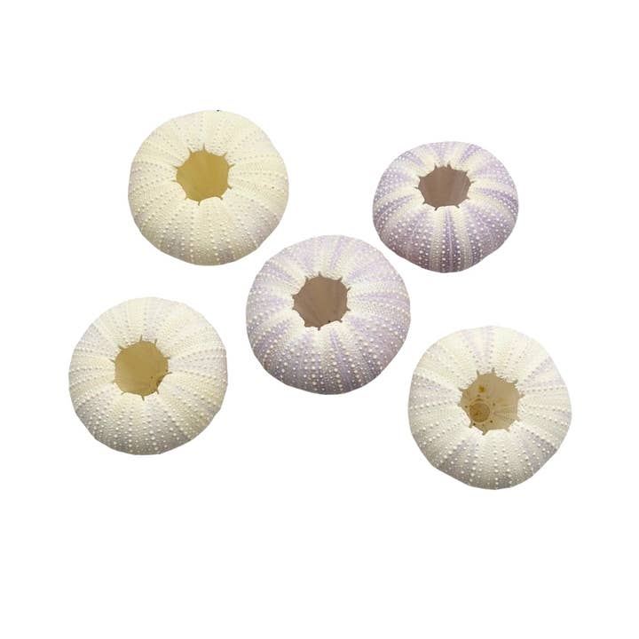 Earths Elements Wholesale - Wholesale Decorative Tabletop Object - Violet Urchin1
