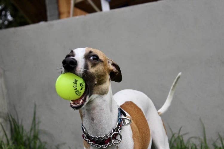 Spunky Pup – wholesale Pet fetch ball – Dog – Fetch and Glow Ball7