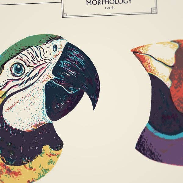 SORRY - Wholesale Kunstprint - Bigs - Vogelsnavels nr. 12