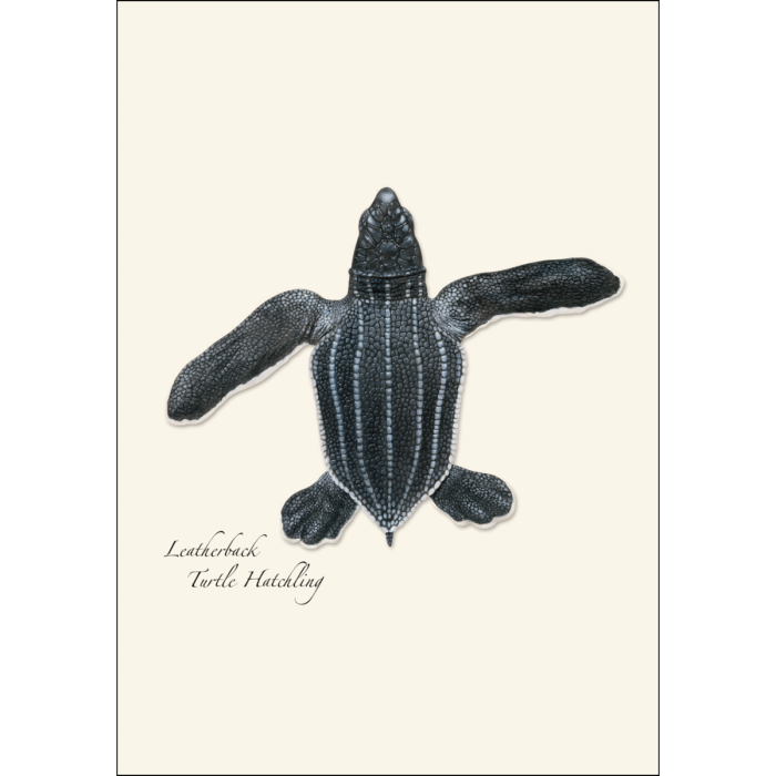 Earth Sky + Water - Wholesale Stationery/Notecard Set - Sea Turtle Hatchling Assortment3