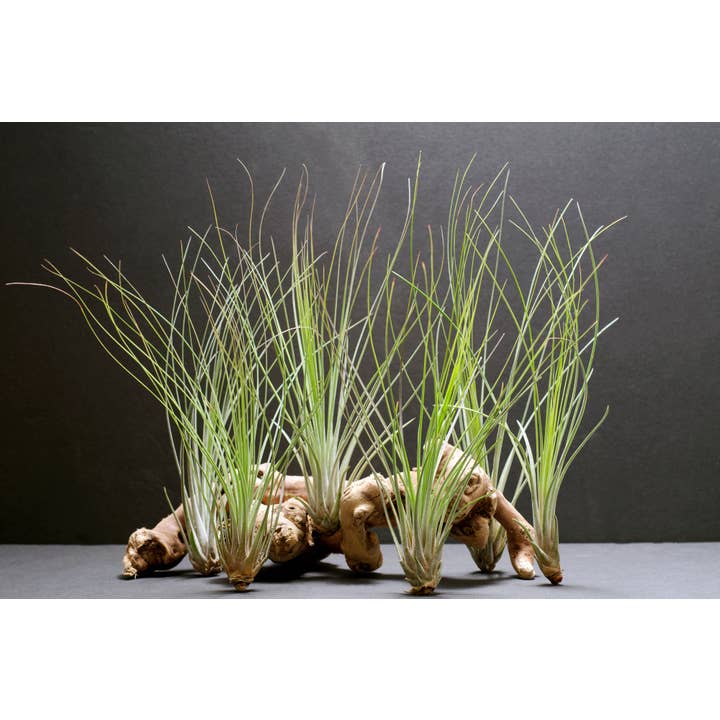 The Artizan Way - Wholesale Live Plant - Tillandsia Juncifolia | Live Air Plant