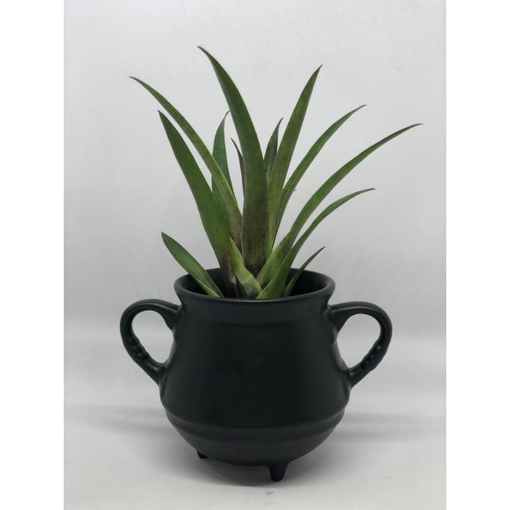 The Artizan Way - Wholesale Live Plant - Vriesea Corcovandensis - Small Bromeliad | Live Plant1