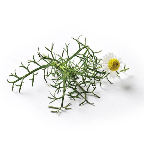 Piccolo Seeds – wholesale Plant seeds – Chamomile Roman