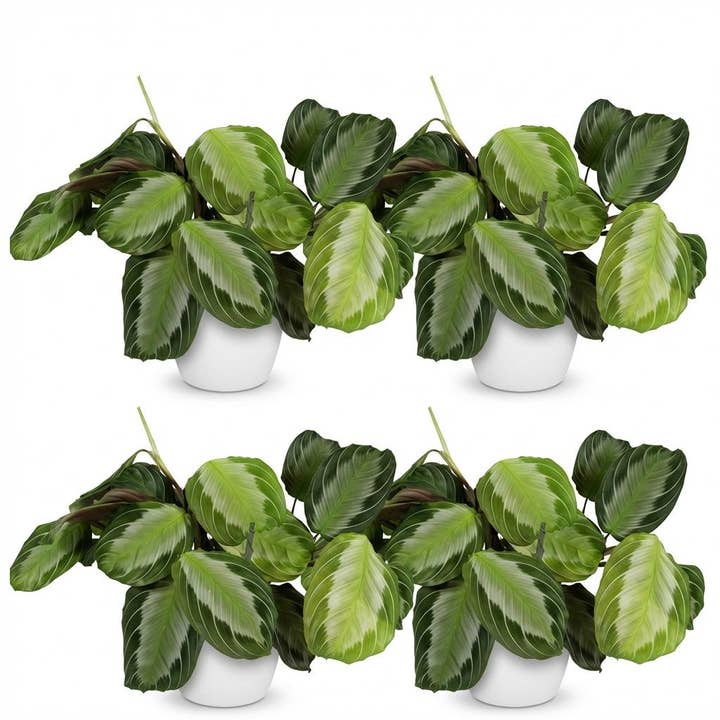 Maranta Fascinator Silverband set di 4 piante da interno con vaso bianco Ø12cm altezza ca.25cm pianta della preghiera verde adatta agli animali domestici facile da curare per soggiorno ufficio e camera da letto per la vendita all'ingrosso da parte di Oasis of Life