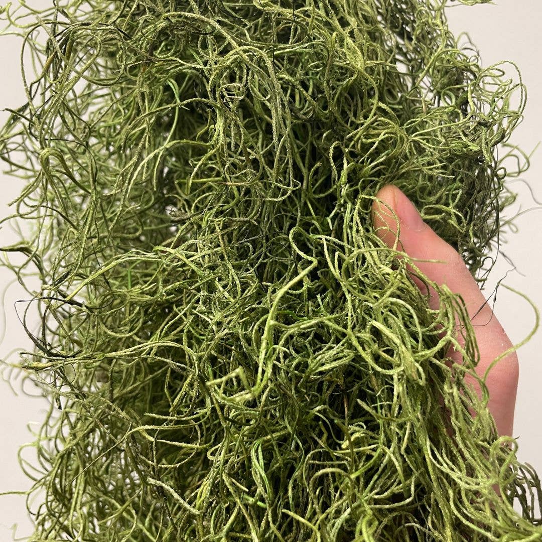 Moss & Stone Gardens – Großhandel Getrocknete/gepresste Blumen – Grün konserviertes spanisches Moos | 4 oz | 8 oz | 16 oz (1 lbs)4