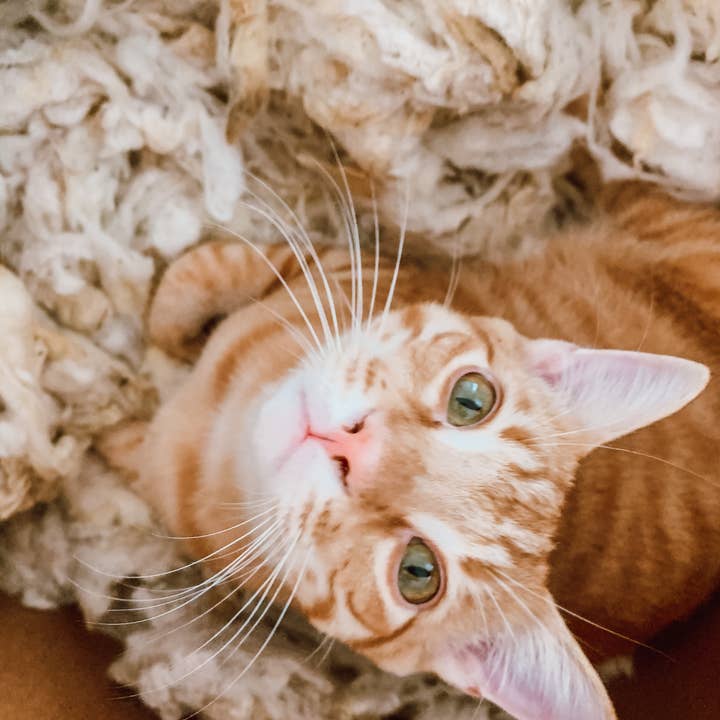 Ciao Gatto Cat Market - Wholesale Pet Toy - Cat - Bulk Wool Balls3