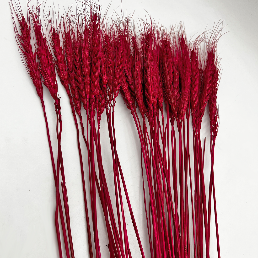2626 Designs – wholesale Torkade/pressade blommor – Torkat vete, 50 st, cirka 61 cm långt19