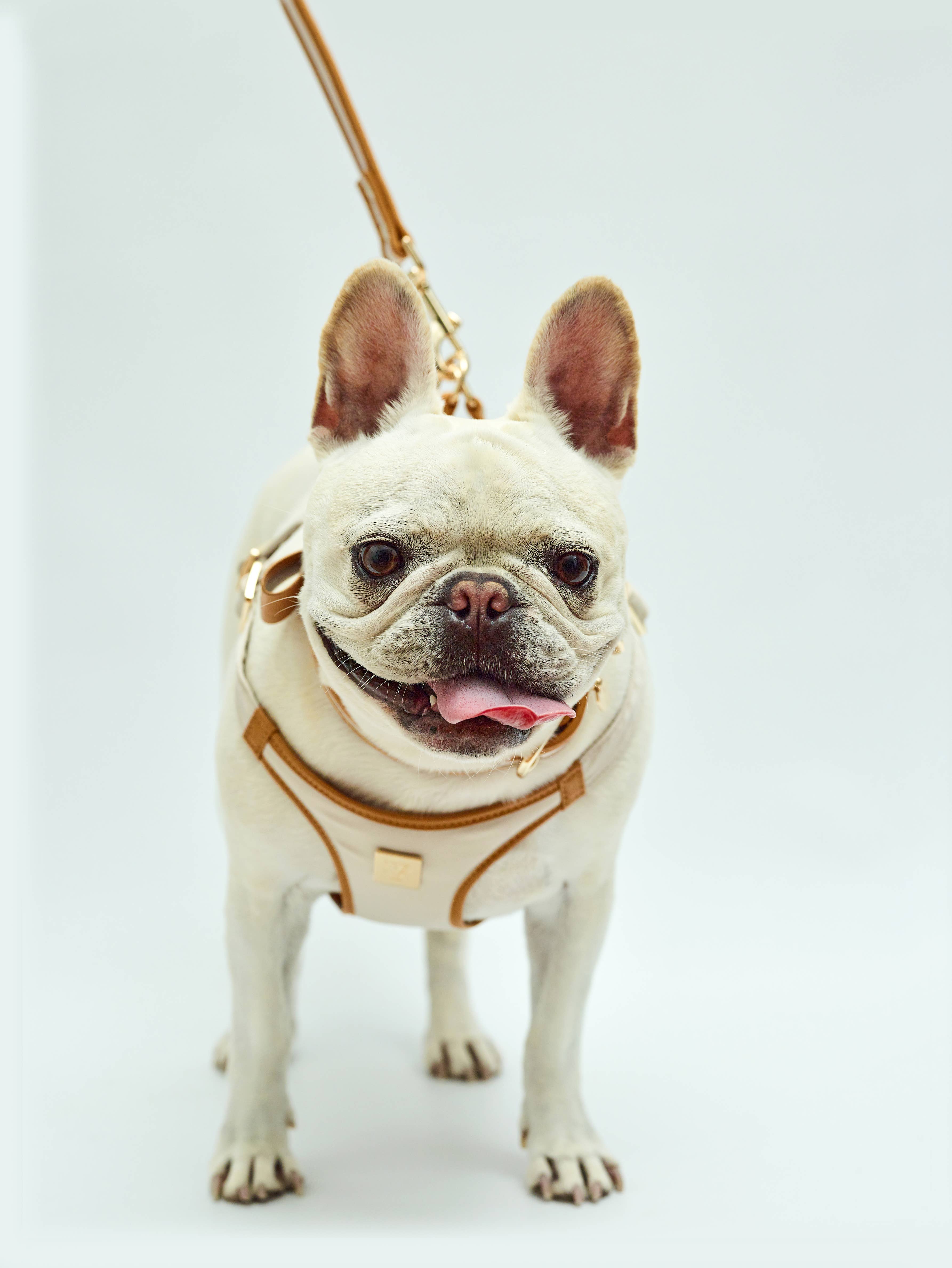 The V.I.PUP Collection - Wholesale Pet Harness - Dog - Denim Victorian 88 & Gold Harness5