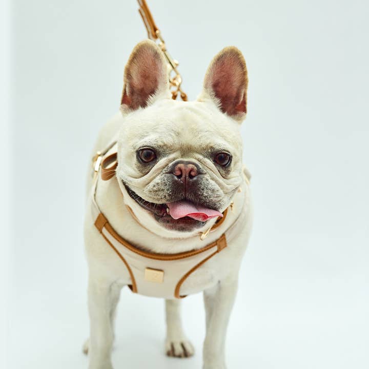 The V.I.PUP Collection - Wholesale Pet Harness - Dog - Denim Victorian 88 & Gold Harness5