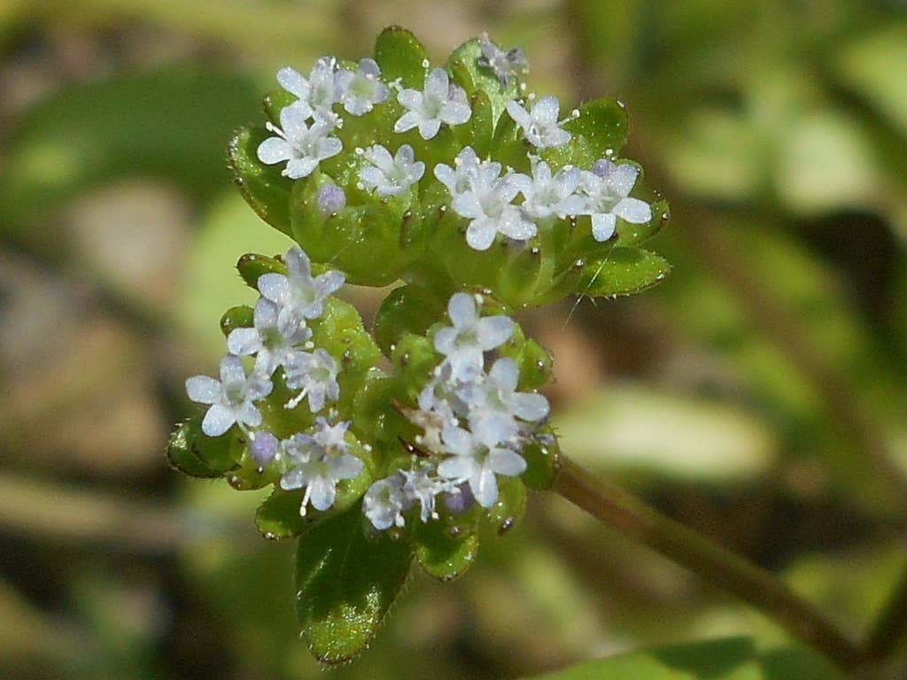 Sochizen – postal de agradecimento por atacado – Cartão plantável com envelope floral para professora1