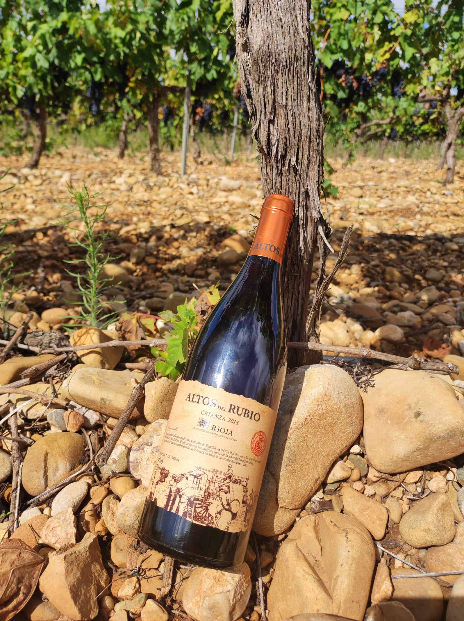 Viñedos y Bodegas Lyng – wholesale Rött vin – D.O.Ca. Crianza rödvin Rioja Altos del Rubio4