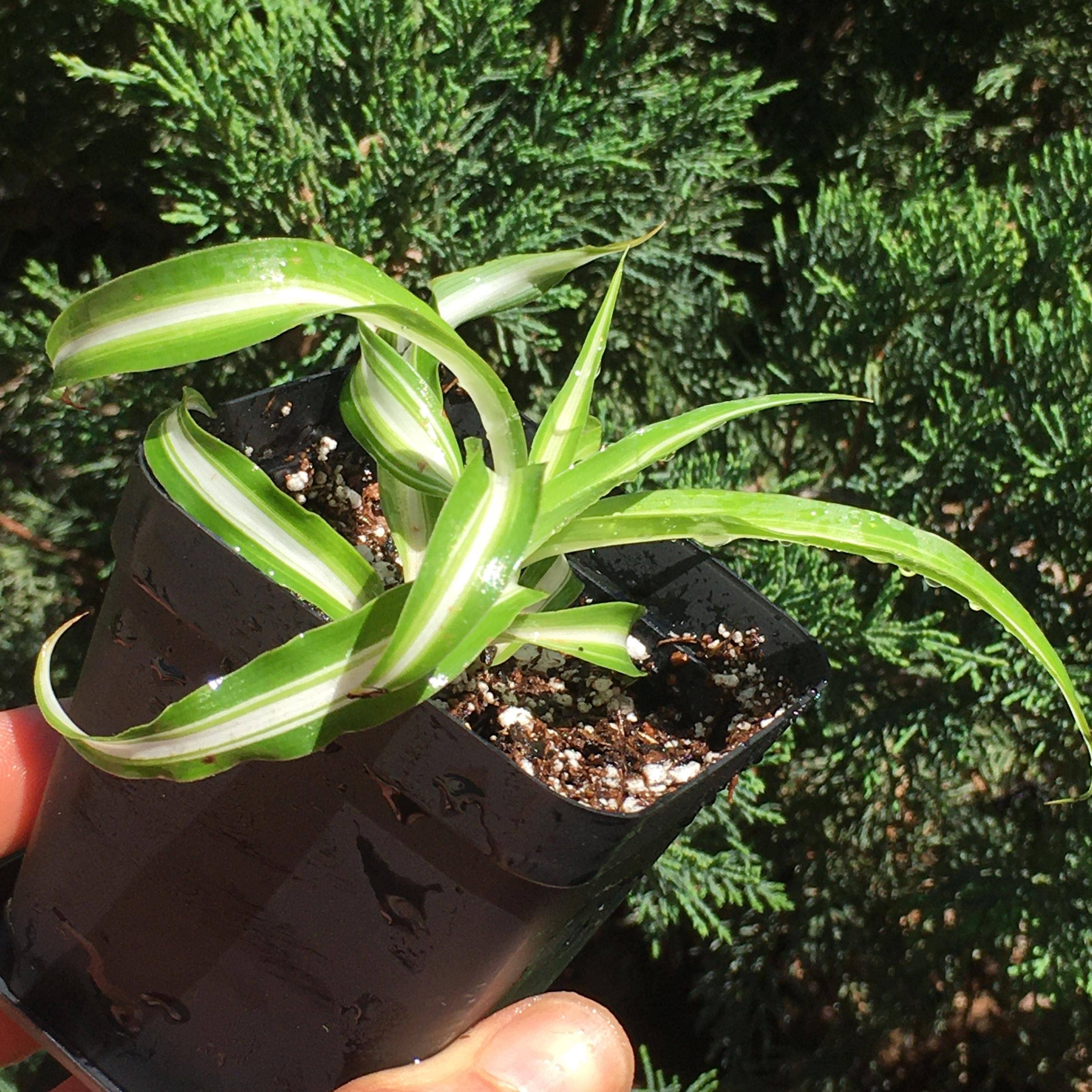 Wildheart Crystals – wholesale Live plant – Curly Bonnie Spider Plant - Rooted Air Purifier5