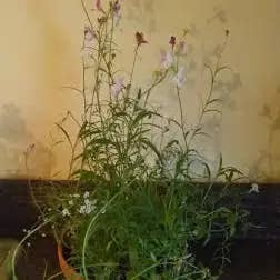 Plantables and Paper - Wholesale Plant Seeds - Holiday and Christmas Wildflower Stocking Stuffer Seed bombs6