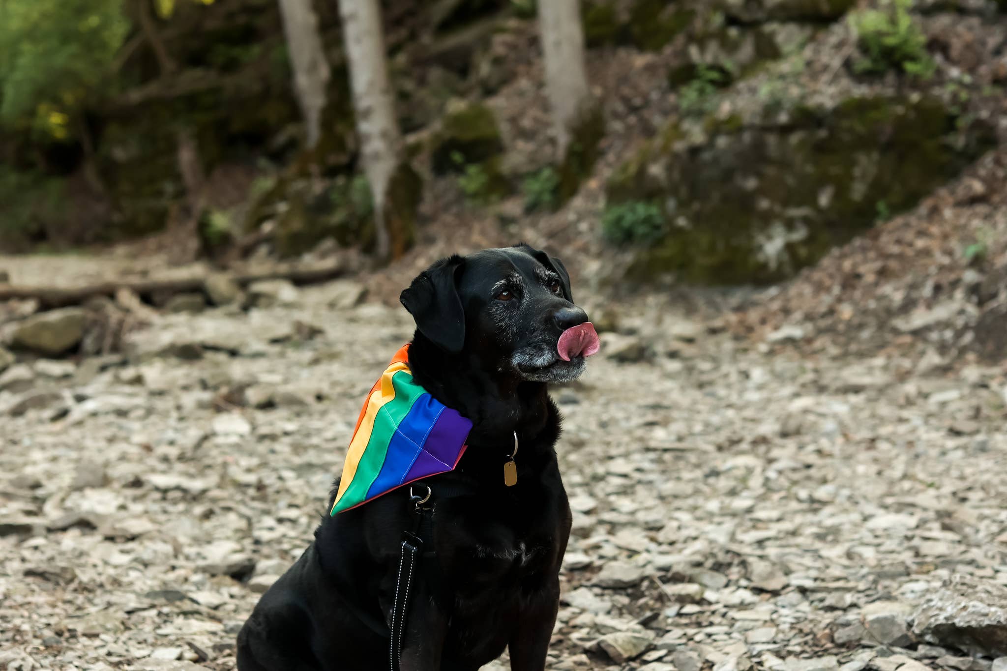 Top Rocks Doggie Wear - Venta al por mayor Bandana - Perros - Bandana sobre el cuello Rainbow Pride4