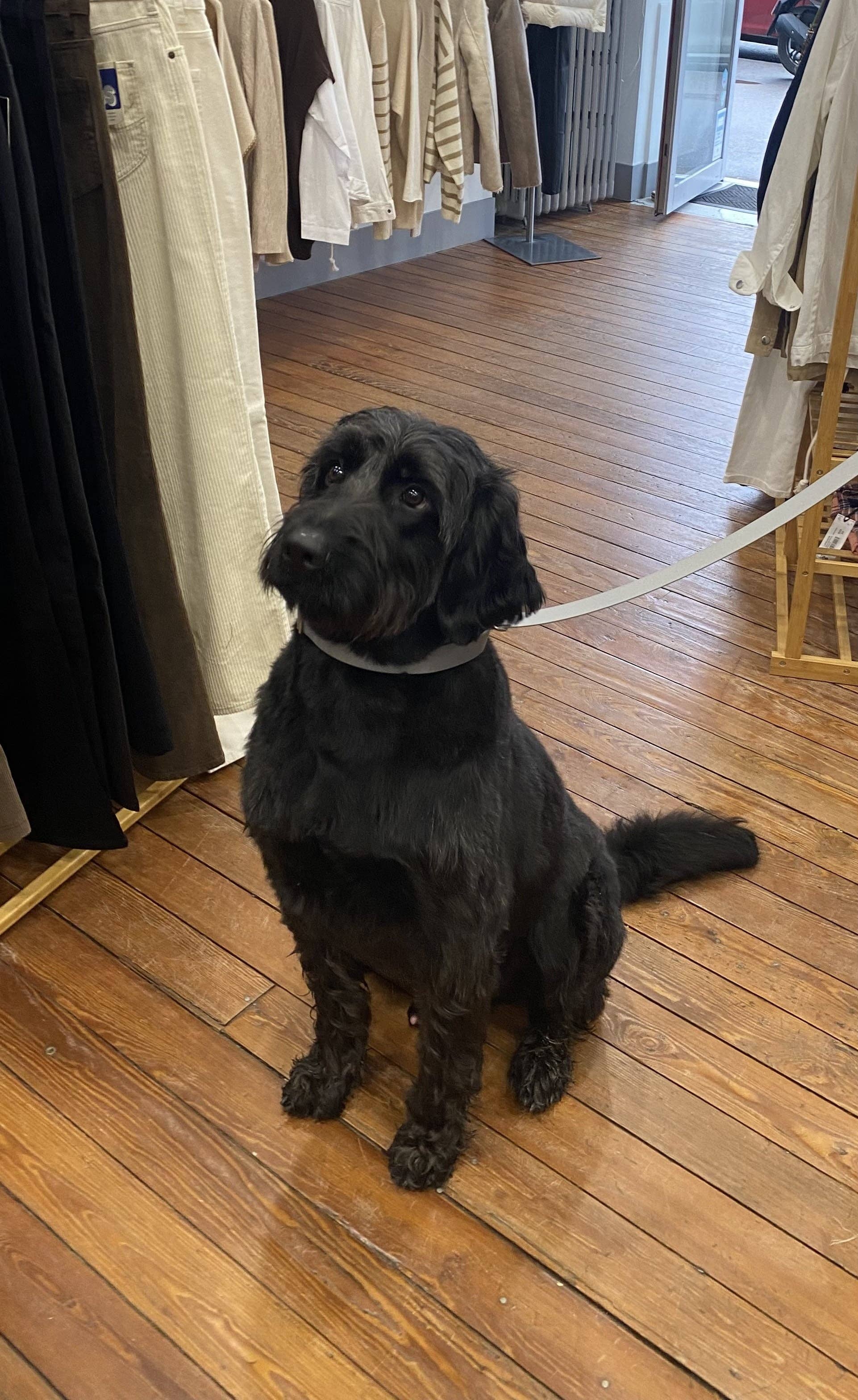 Splash By Happy - Wholesale Pet Collar - Dog - Biothane® clip necklace15