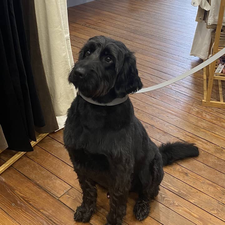 Splash By Happy - Wholesale Pet Collar - Dog - Biothane® clip necklace15