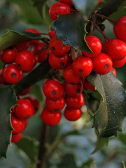 Hollyberry Mini Hearth for wholesale by Warm Glow Candle Company