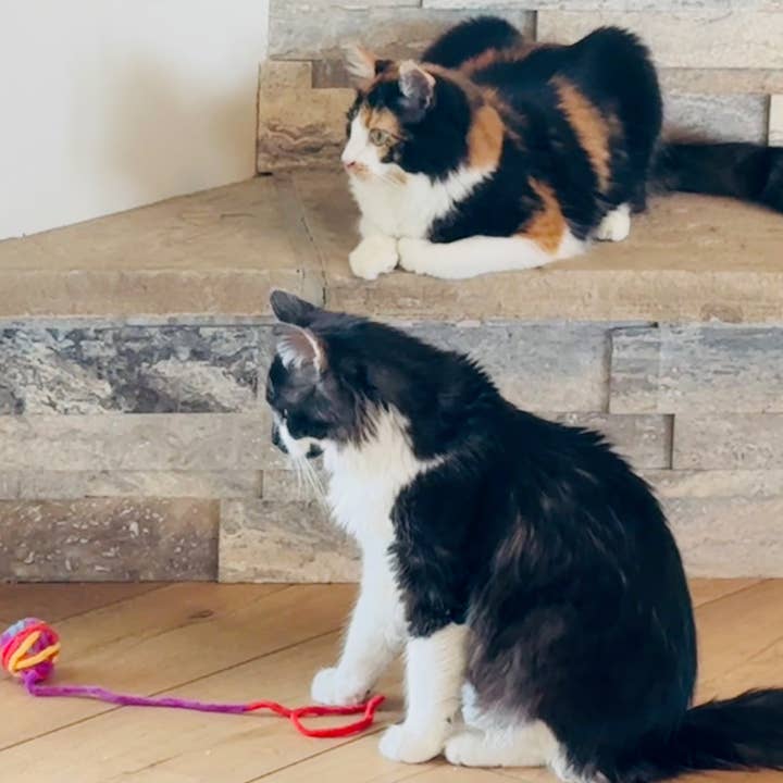 Koira - Wholesale Pet Toy - Cat - Ball O' Yarn Cat Toy