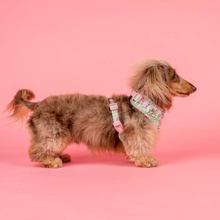 Pablo & Co. Boutique - Vente Harnais – chien - Harnais pour chien ajustable Flora & Fern5