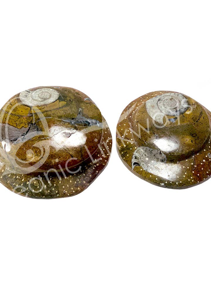 (PC)FOSSIL - TAHMONTE RAISED 2" for wholesale by Oceanic Linkways Inc