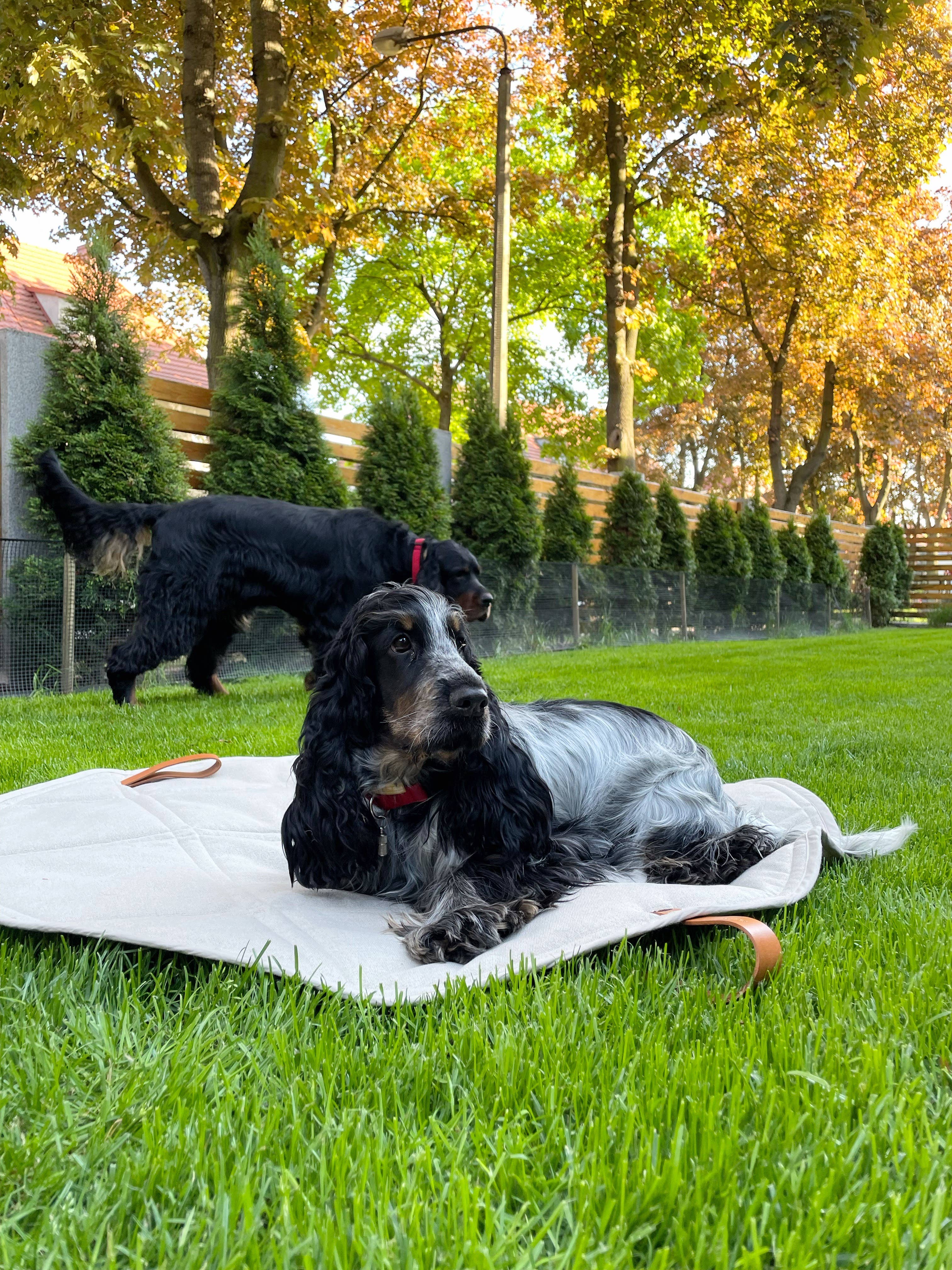 Labbvenn – Engroshandel Kæledyrsmåtte – Hund – Okka kompakt og alsidig rejsemåtte til kæledyr31