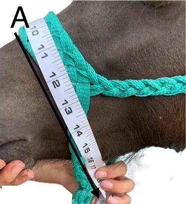 Wilder Trading Company – wholesale Horseback riding gear – Custom Halter & Lead Rope7